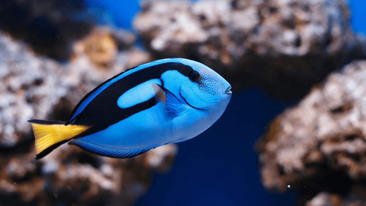 An image of a Regal tang