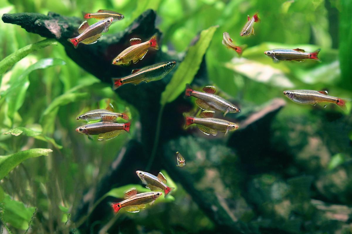 An image of a White Cloud Mountain minnow