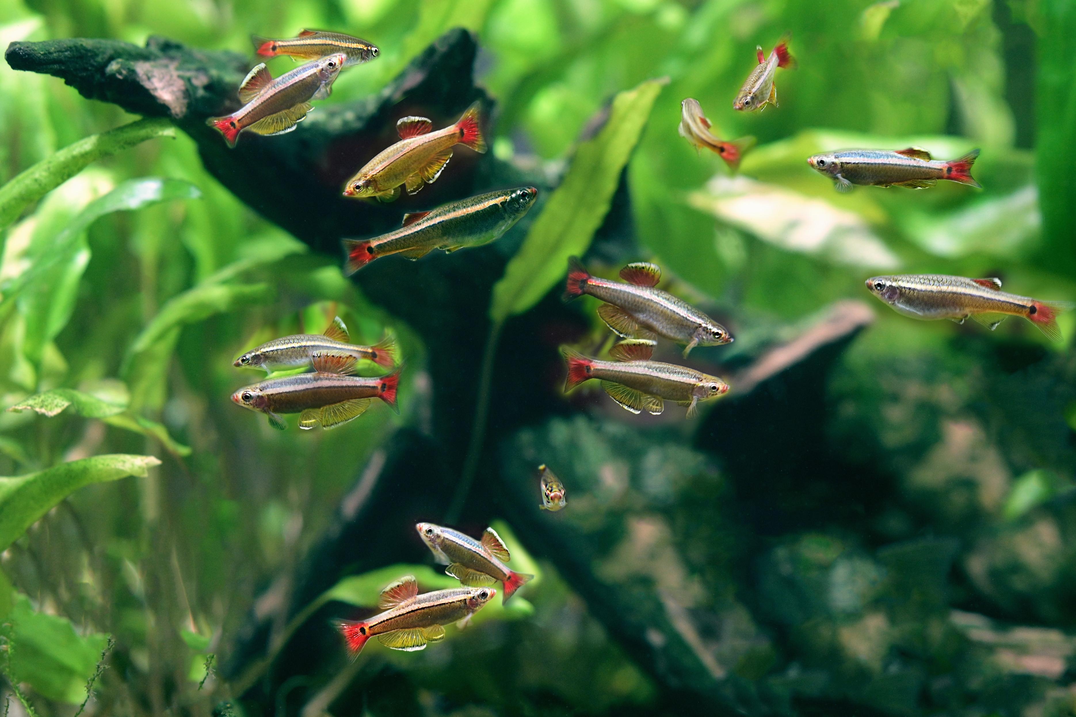 A photo of White Cloud Mountain minnow