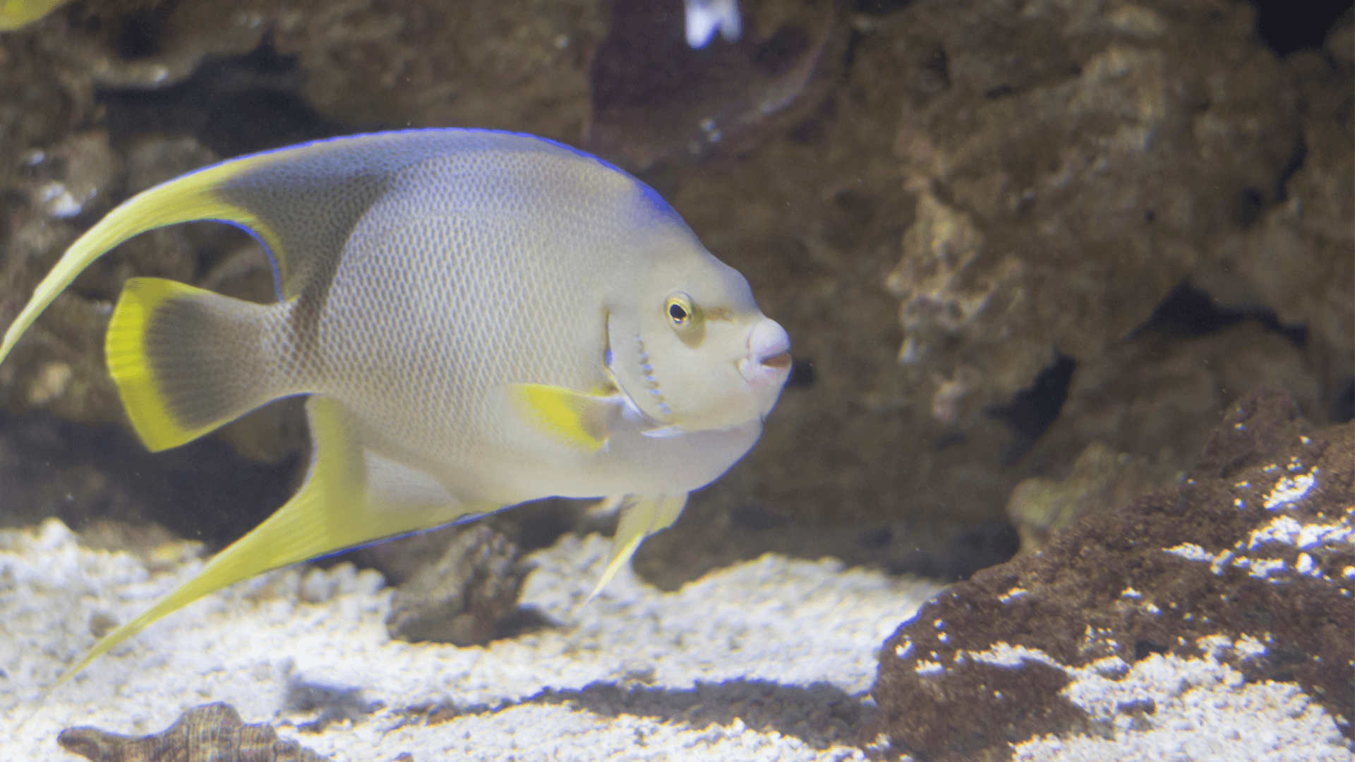 A photo of Bermuda Blue angelfish