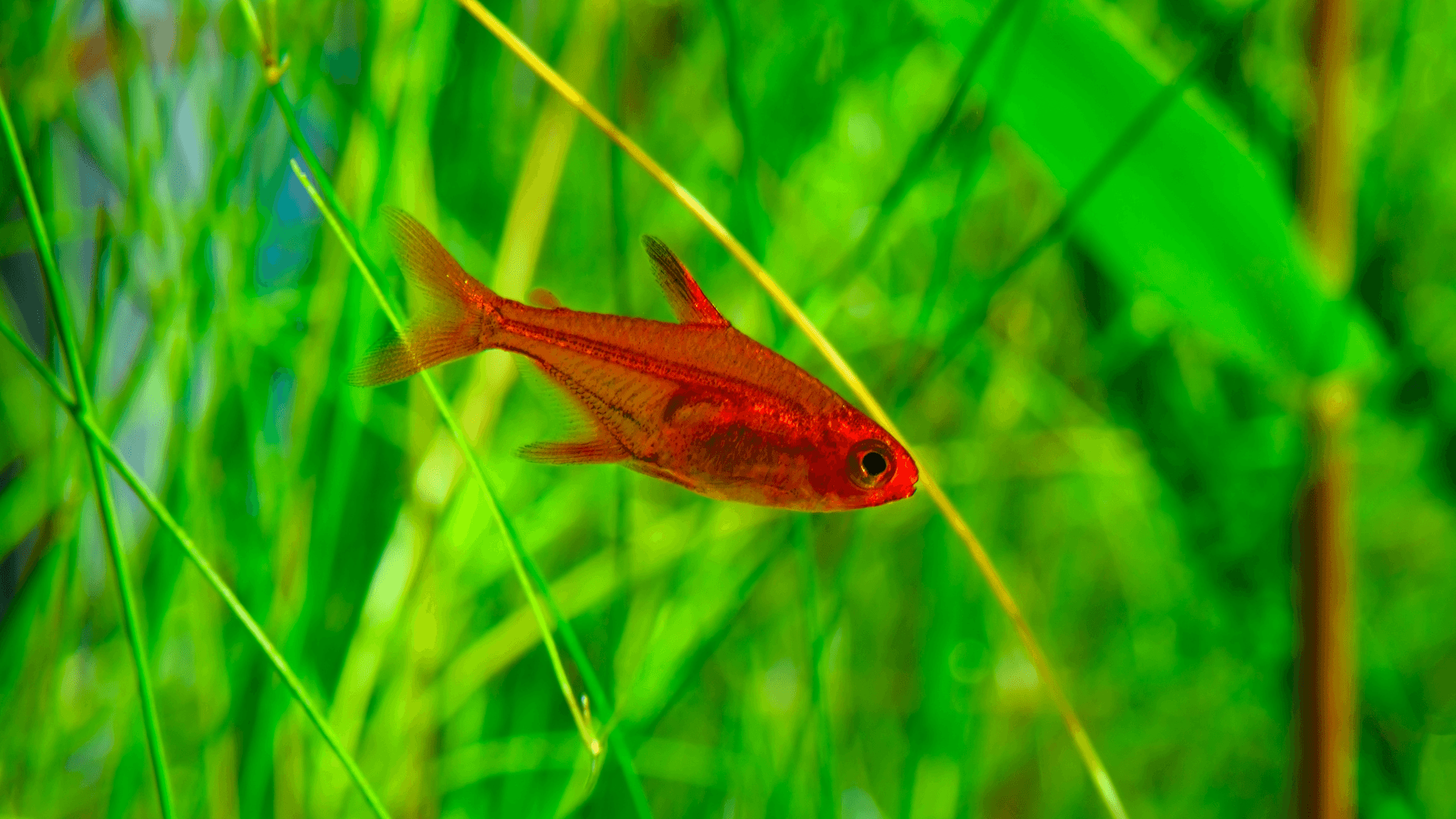 A photo of Ember tetra