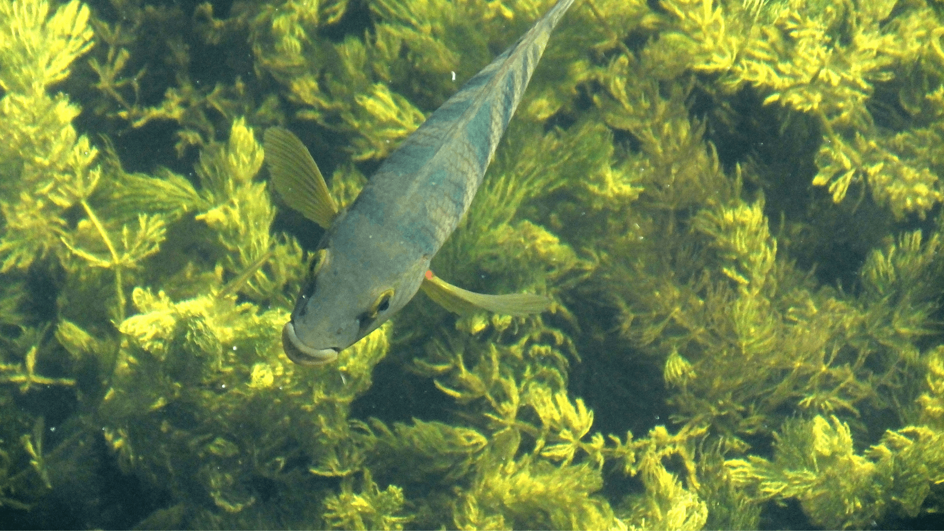 A photo of Mayan cichlid