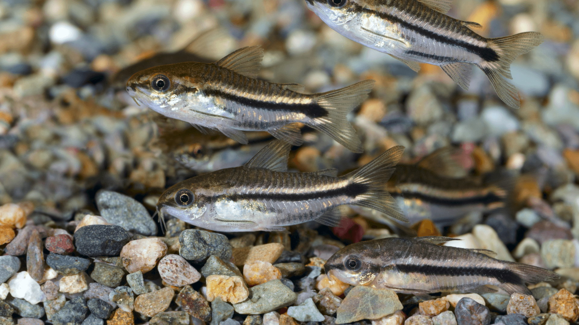 A photo of Pygmy corydoras