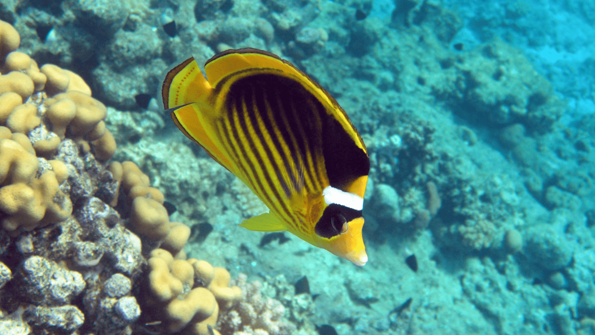 An image of a Raccoon butterflyfish