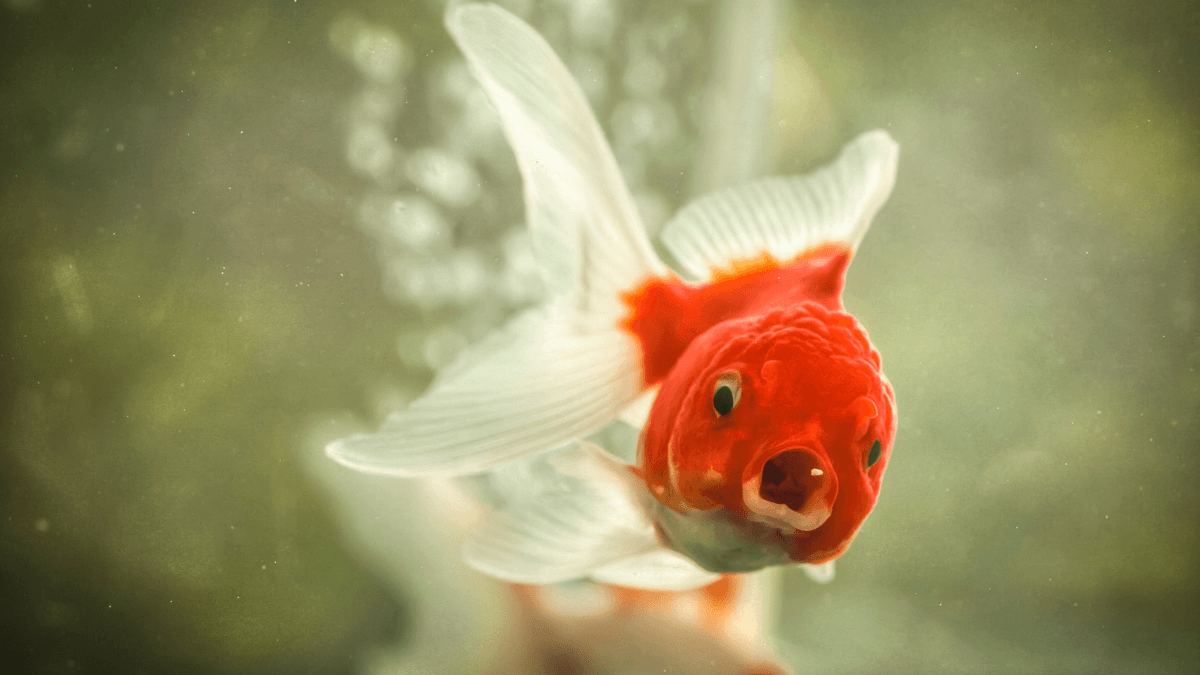 An image of a The Smartest Freshwater Aquarium Fish