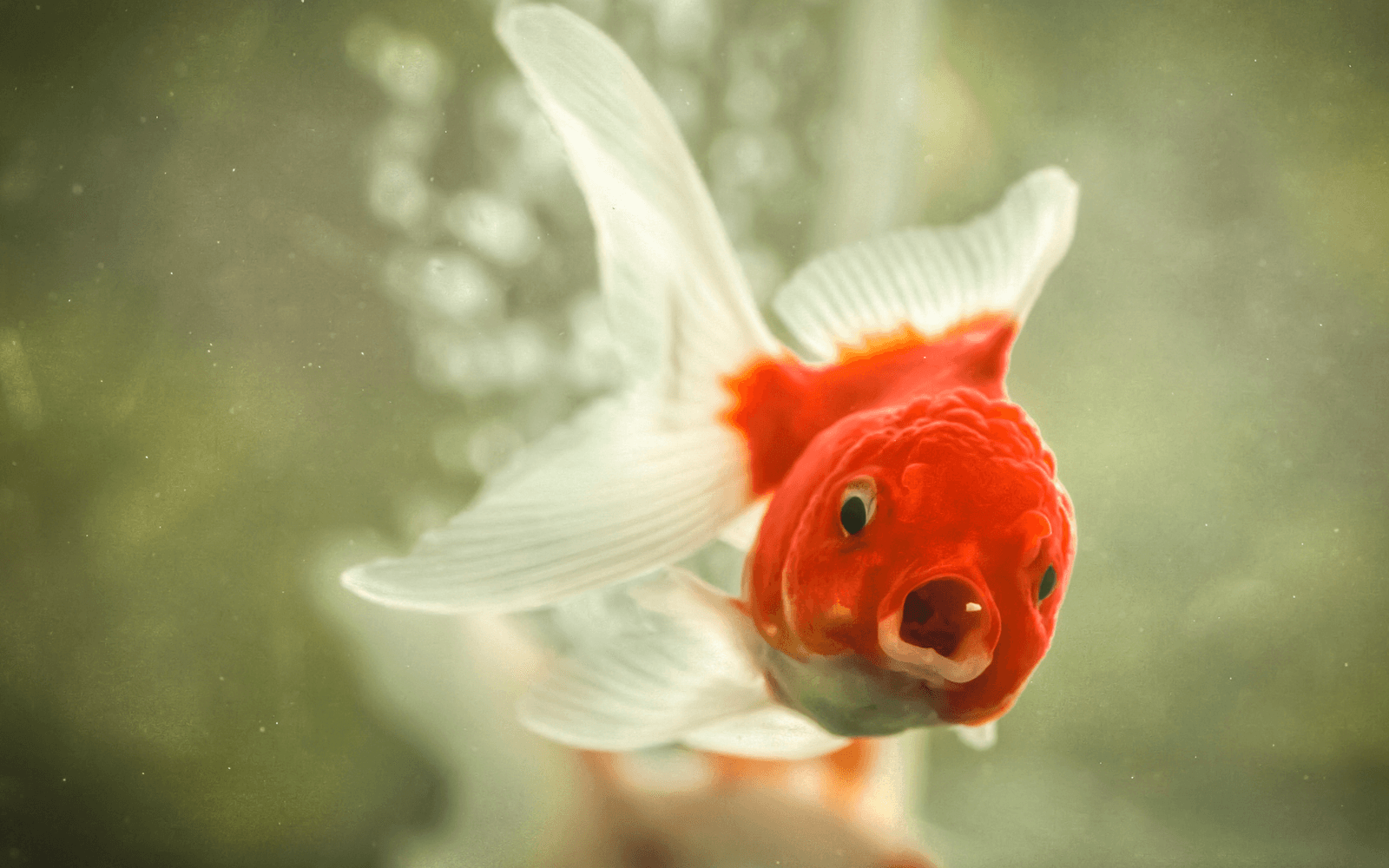 A close up of a goldfish with an open mouth