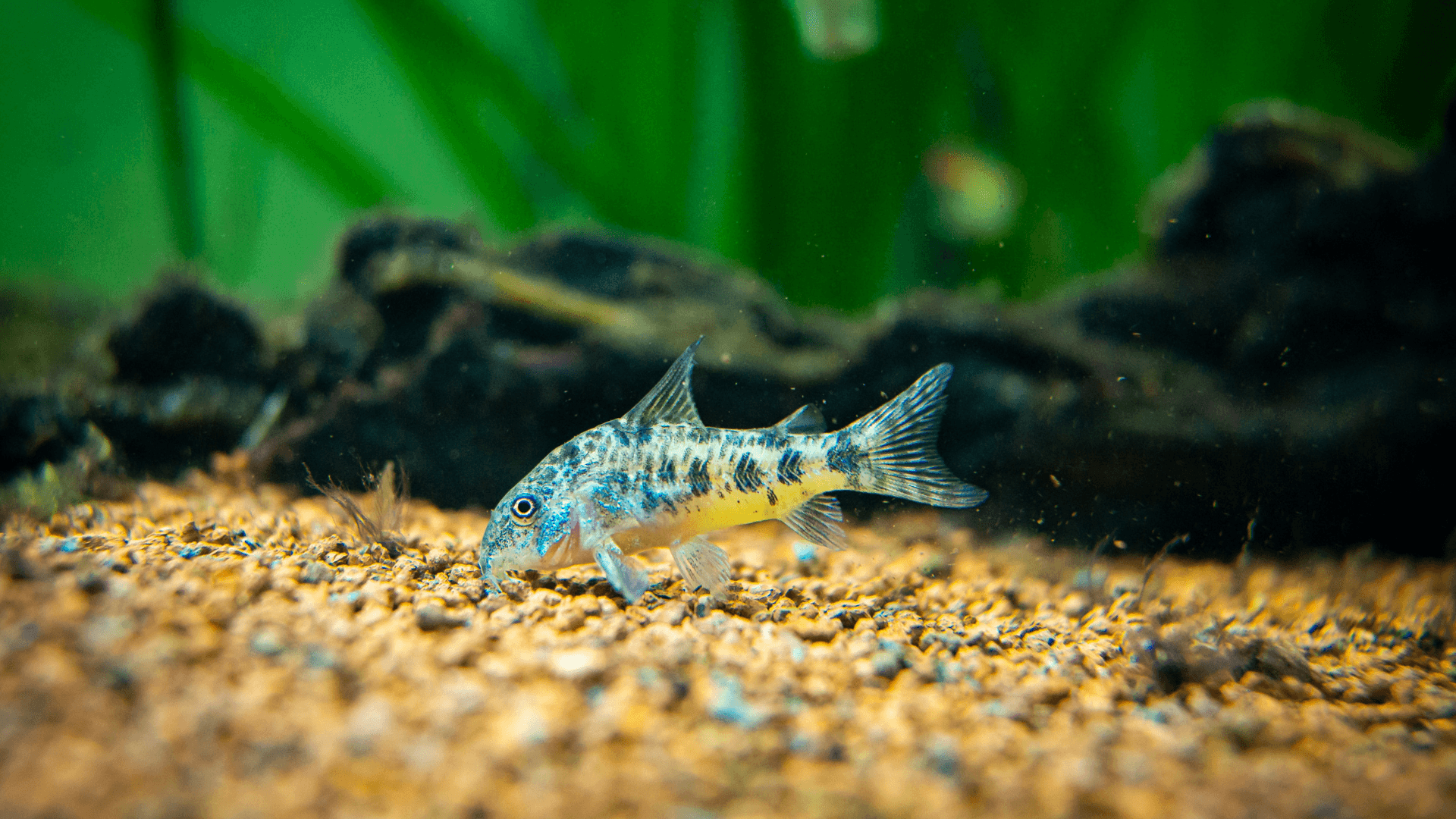 A photo of Peppered corydoras