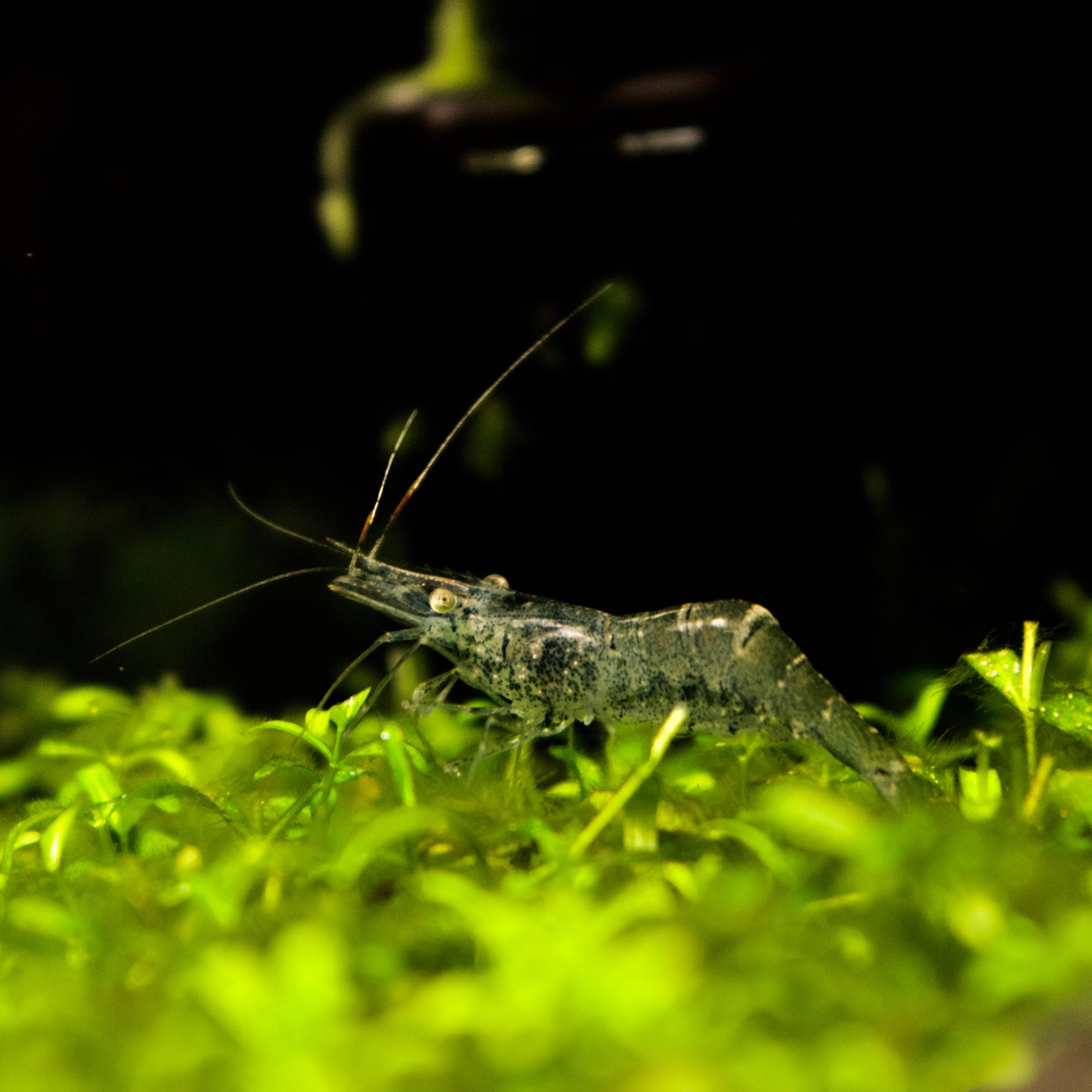 A photo of Ghost Shrimp