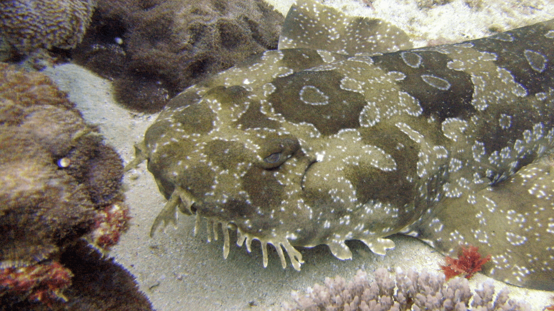 A photo of Spotted wobbegong