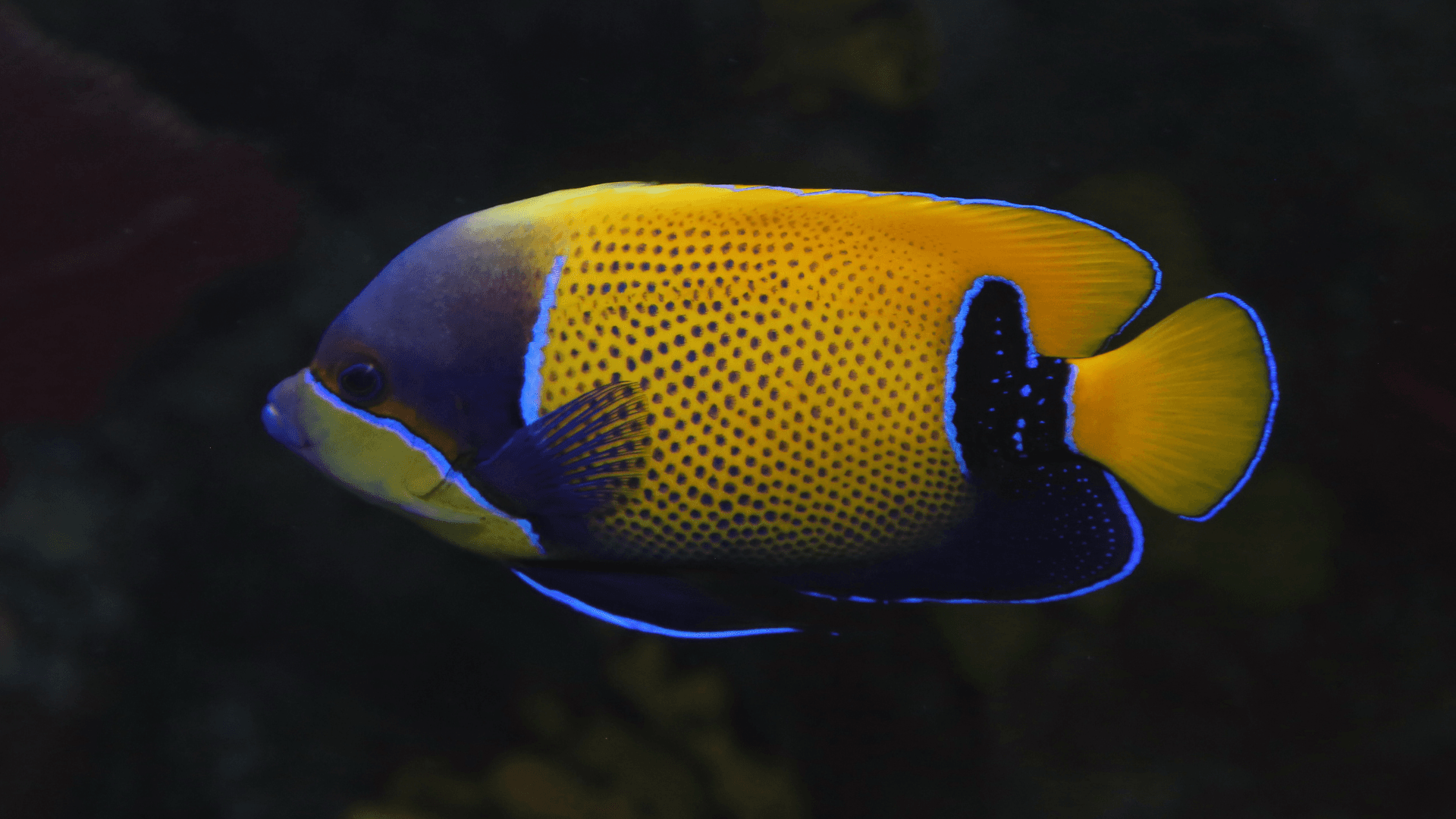 A photo of Majestic angelfish