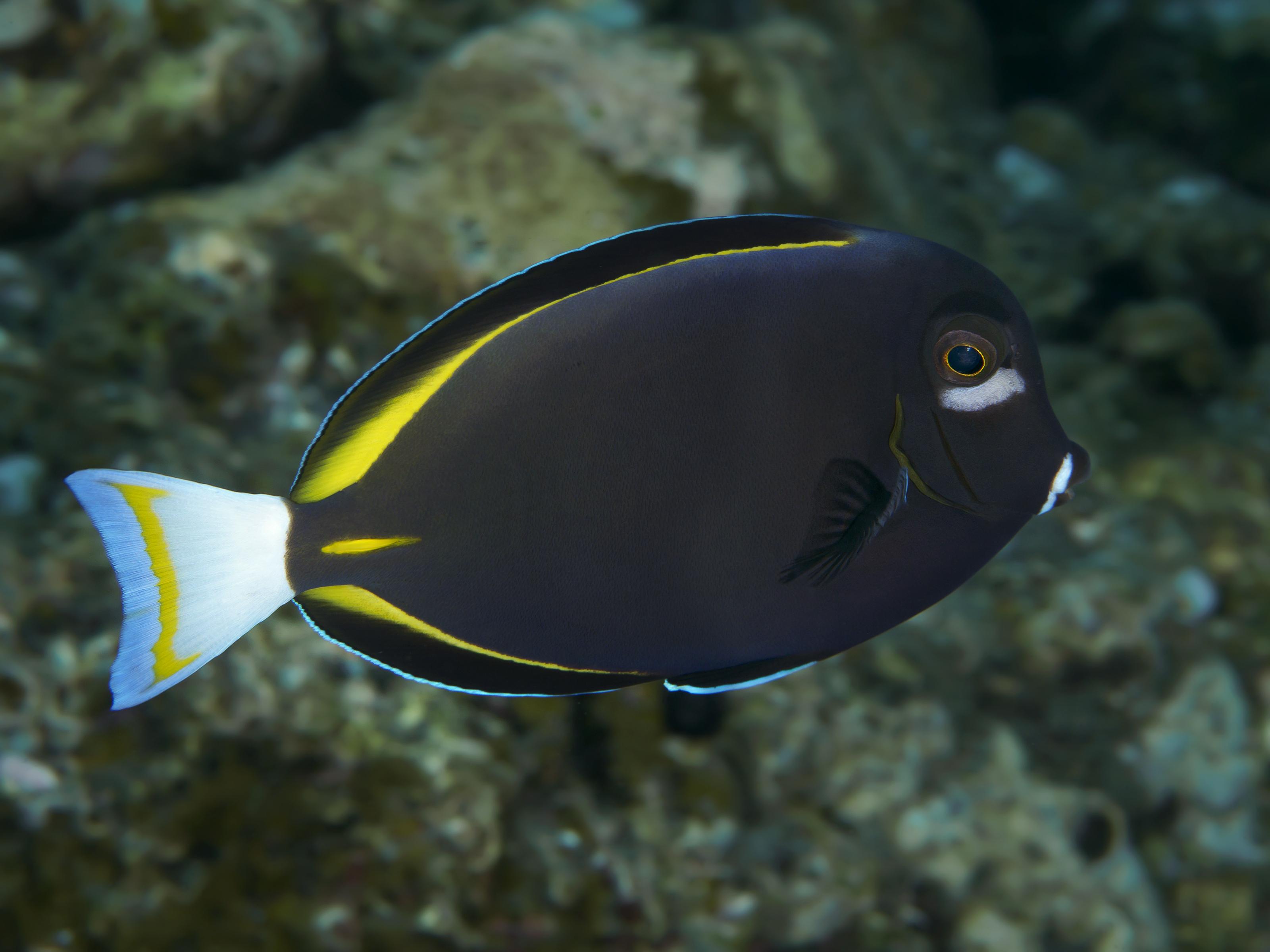 A photo of Gold rim tang