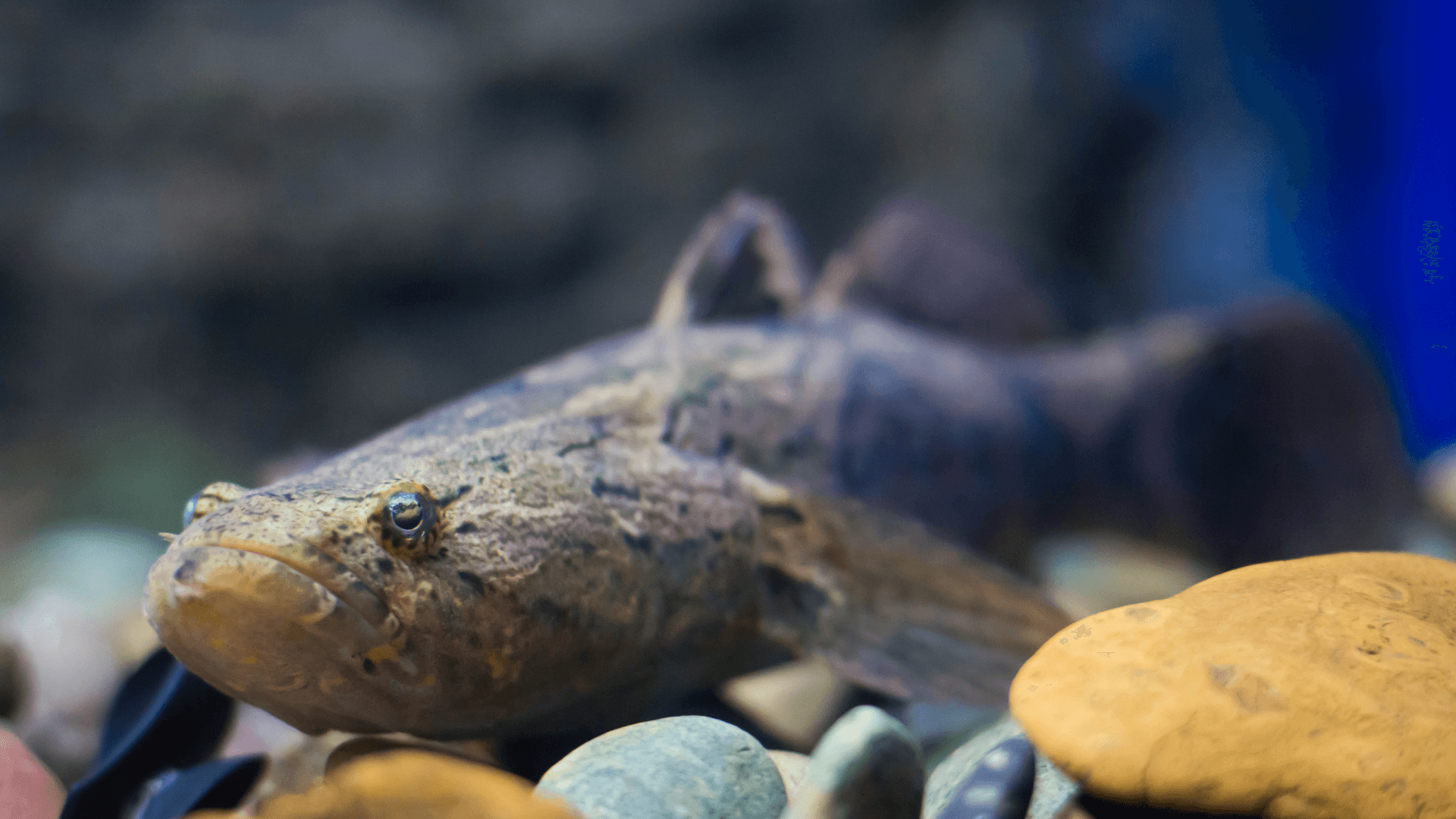 A photo of Marbled goby