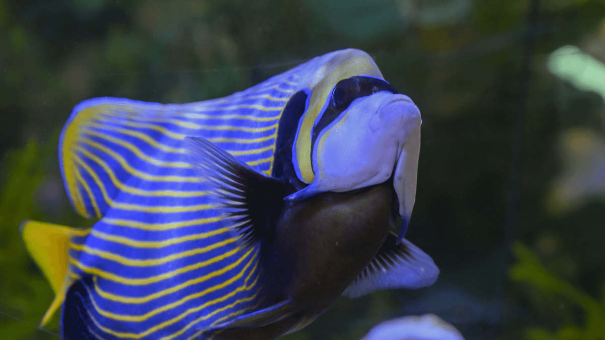 An image of a Aquarium Fish Unbreedable in Captivity