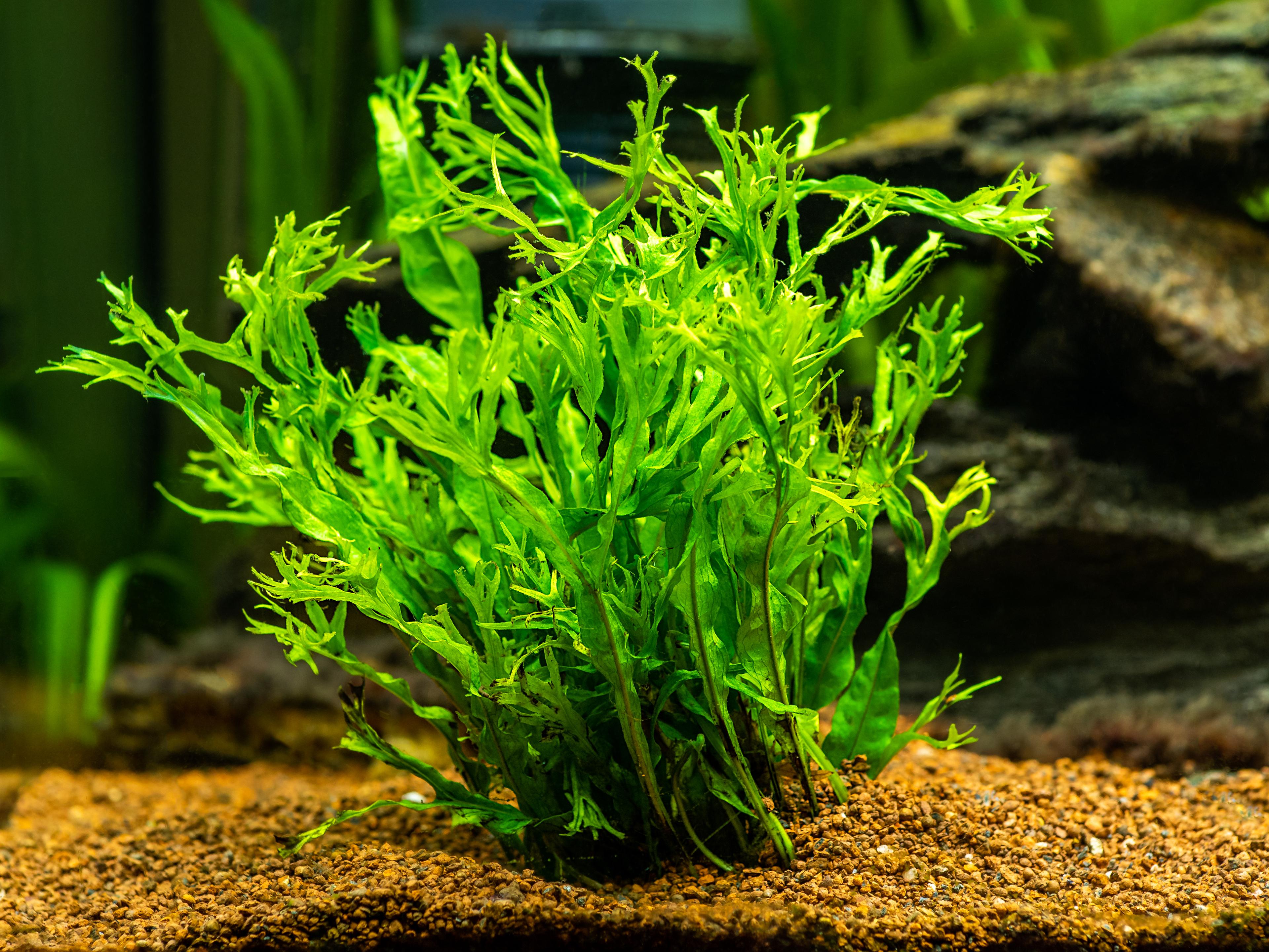 A photo of Microsorum Pteropus Java Fern Windelov