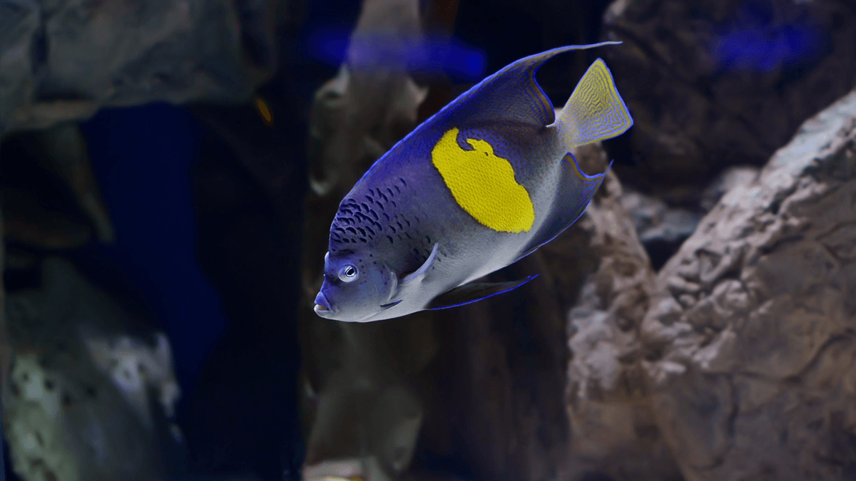An image of a Arabian angelfish