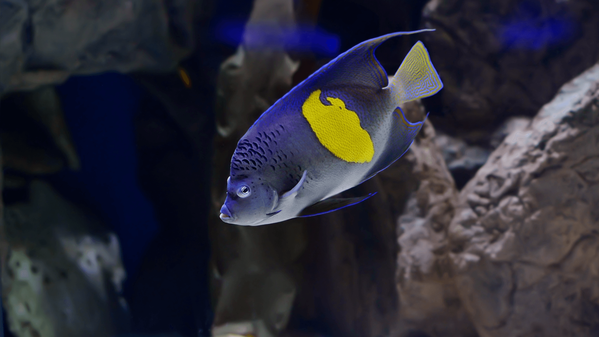 A photo of Arabian angelfish