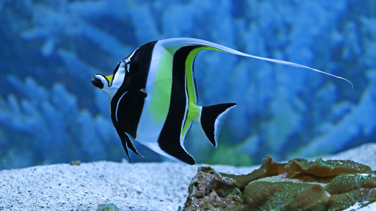 An image of a Moorish idol