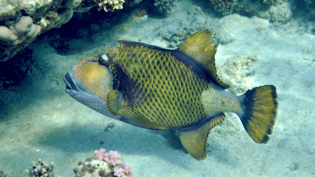 An image of a Titan triggerfish