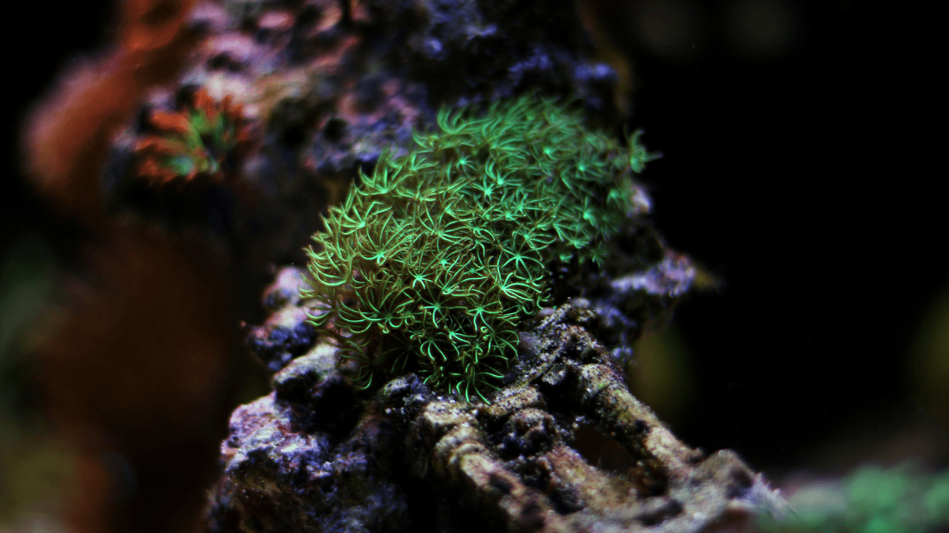 A photo of Green Star Polyps