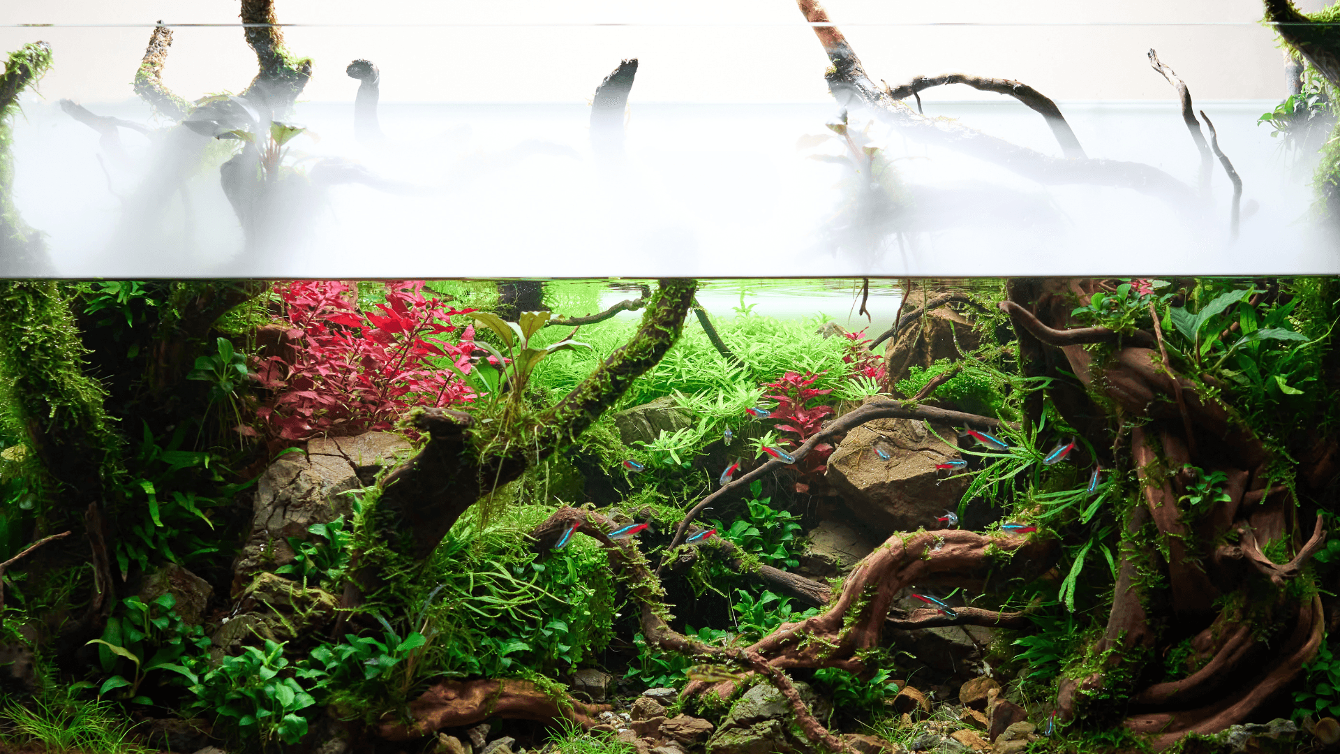 A photo of Aquascaping