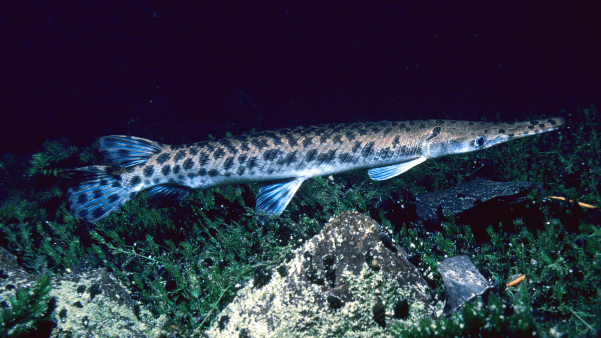 An image of a Florida Gar