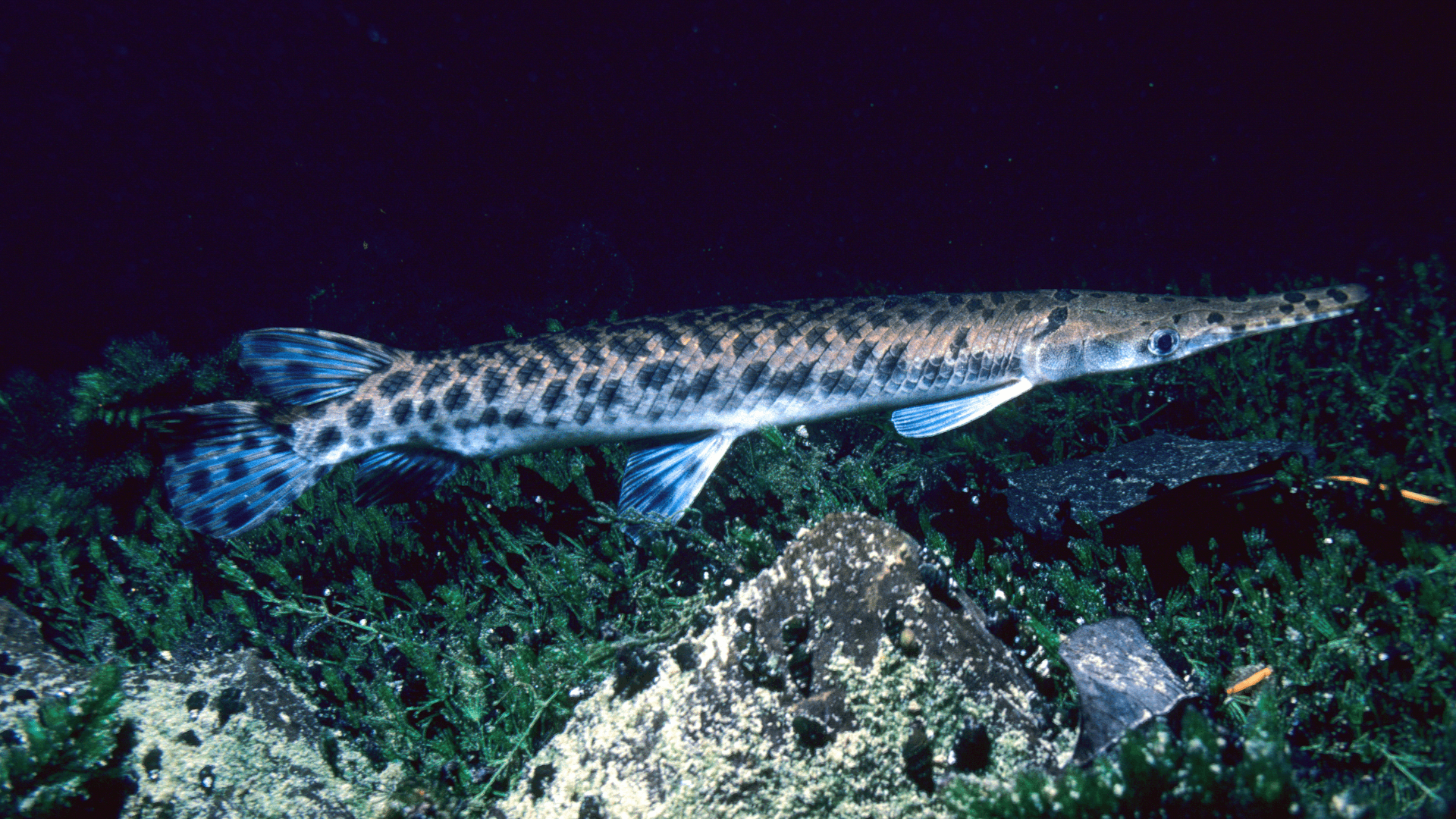 A photo of Florida Gar