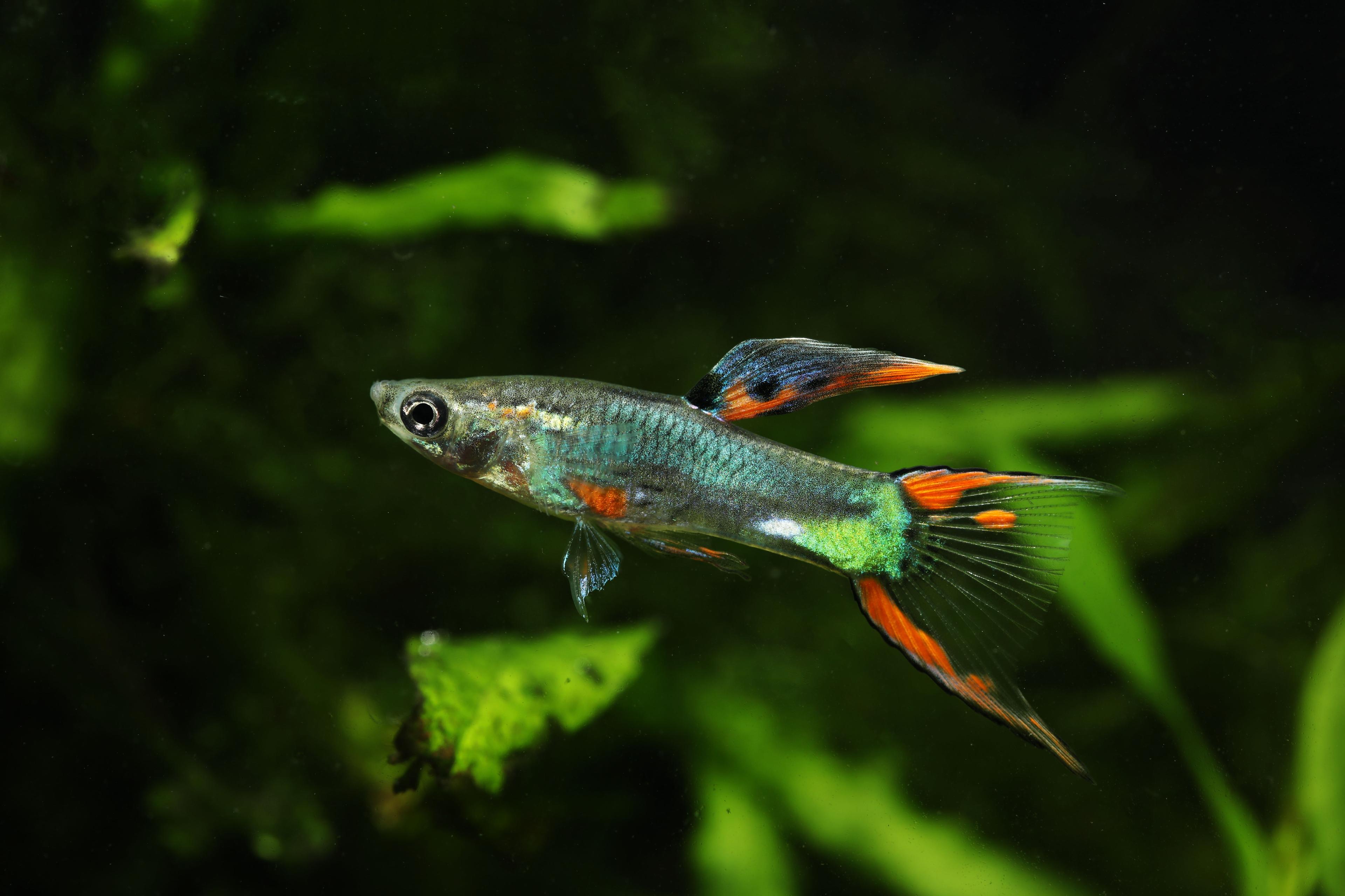 A photo of Endler’s Livebearer