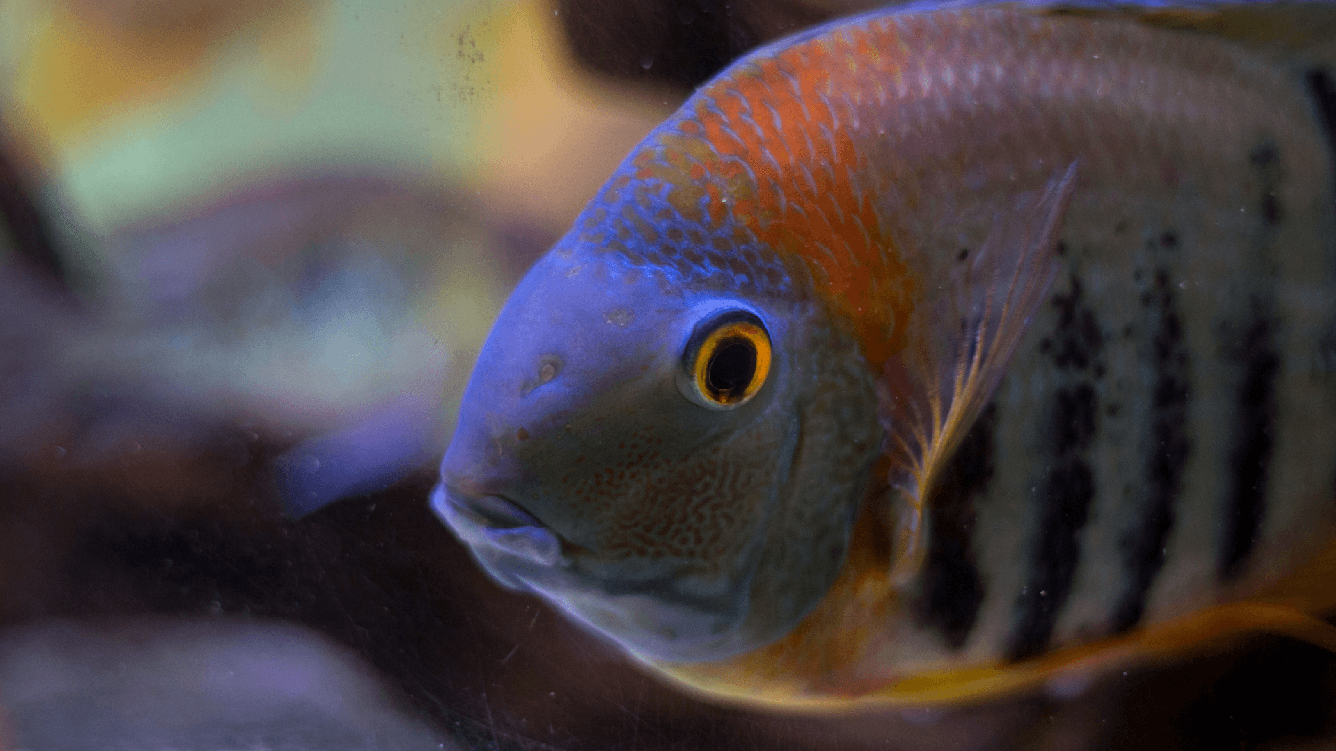 A photo of Severum