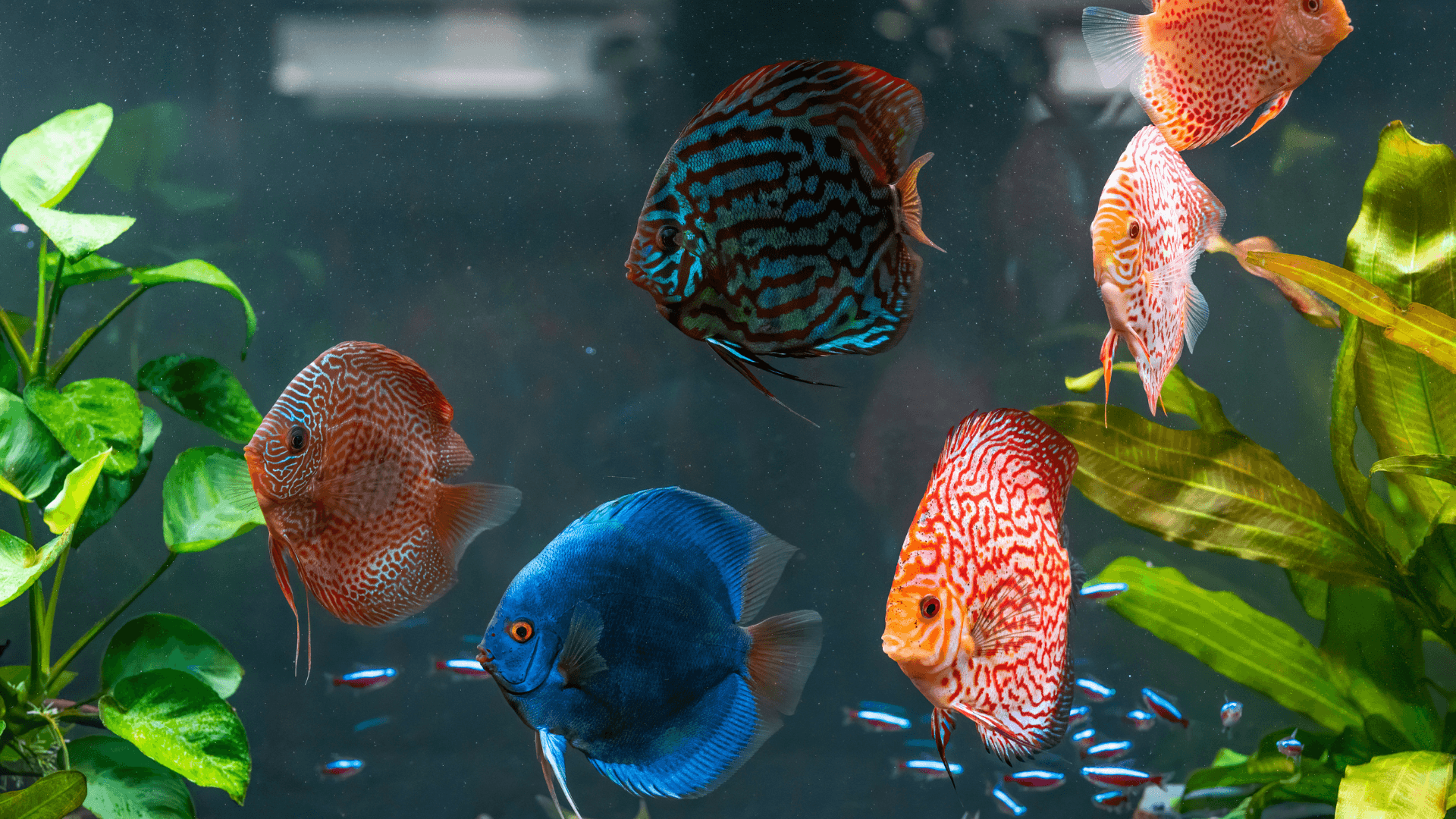 A photo of Common discus