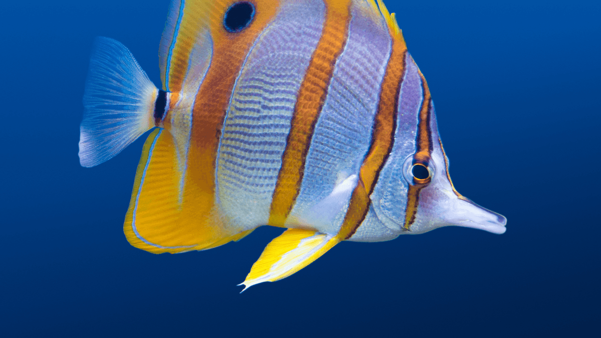 An image of a Copperband butterflyfish