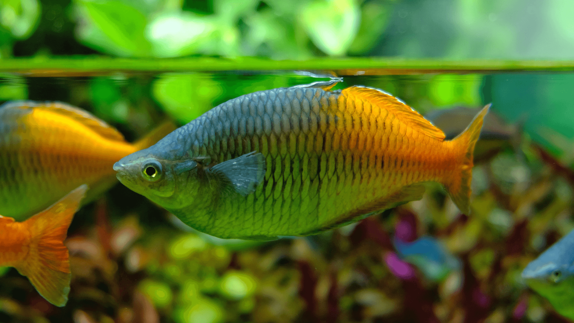 A photo of Boeseman's rainbowfish