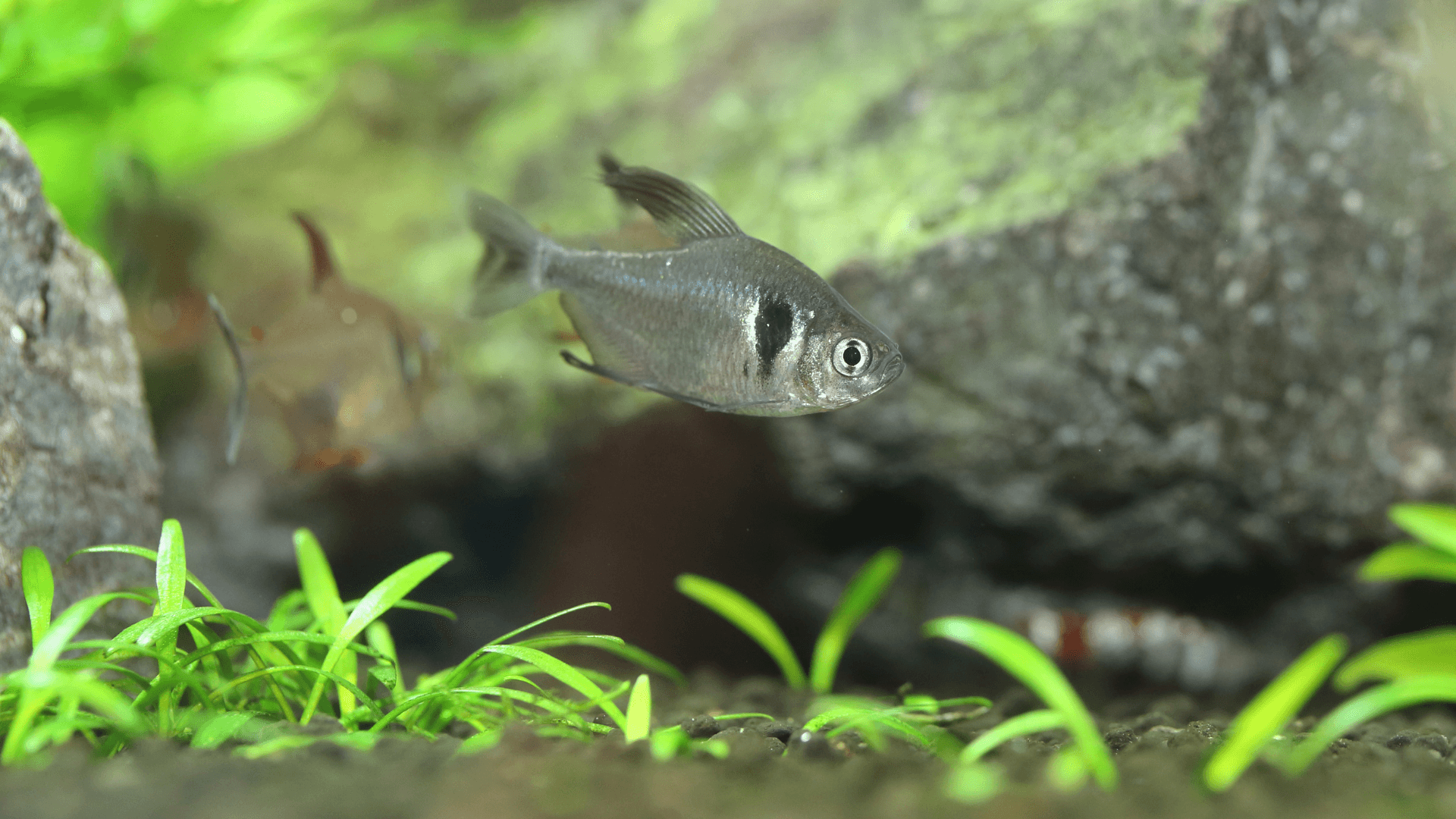 A photo of Black phantom tetra