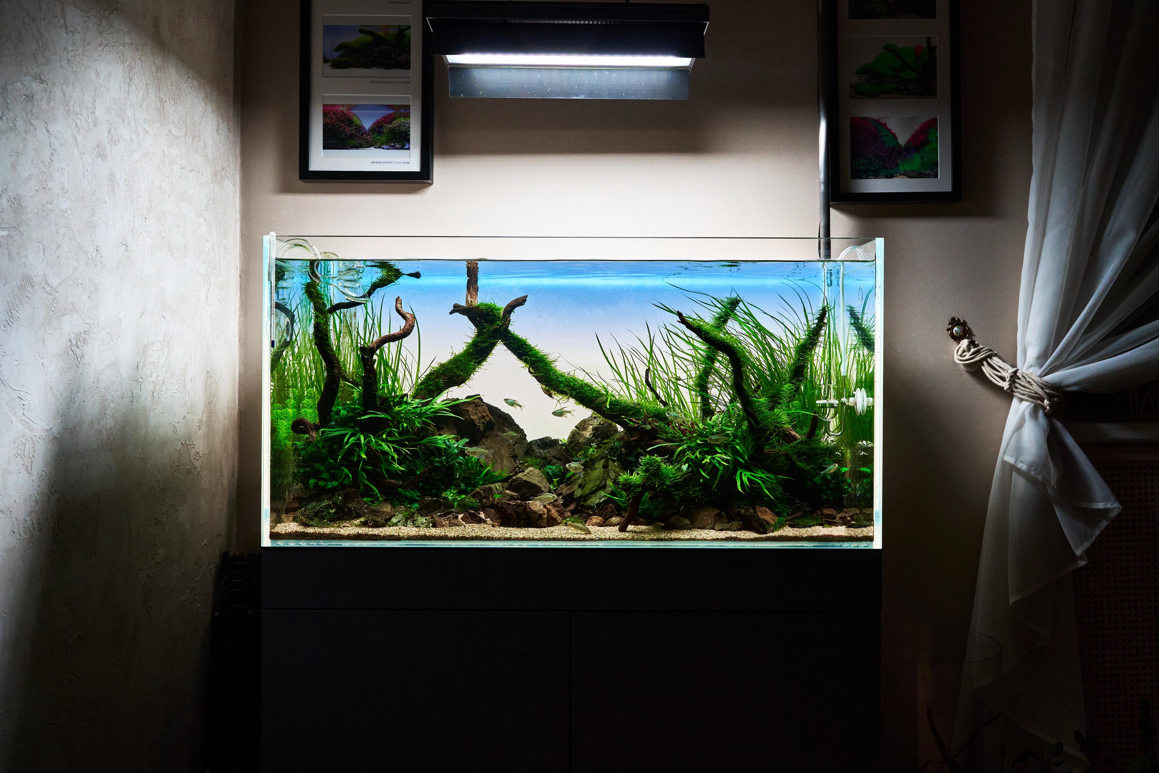 A photo of The World’s Best Aquascapers