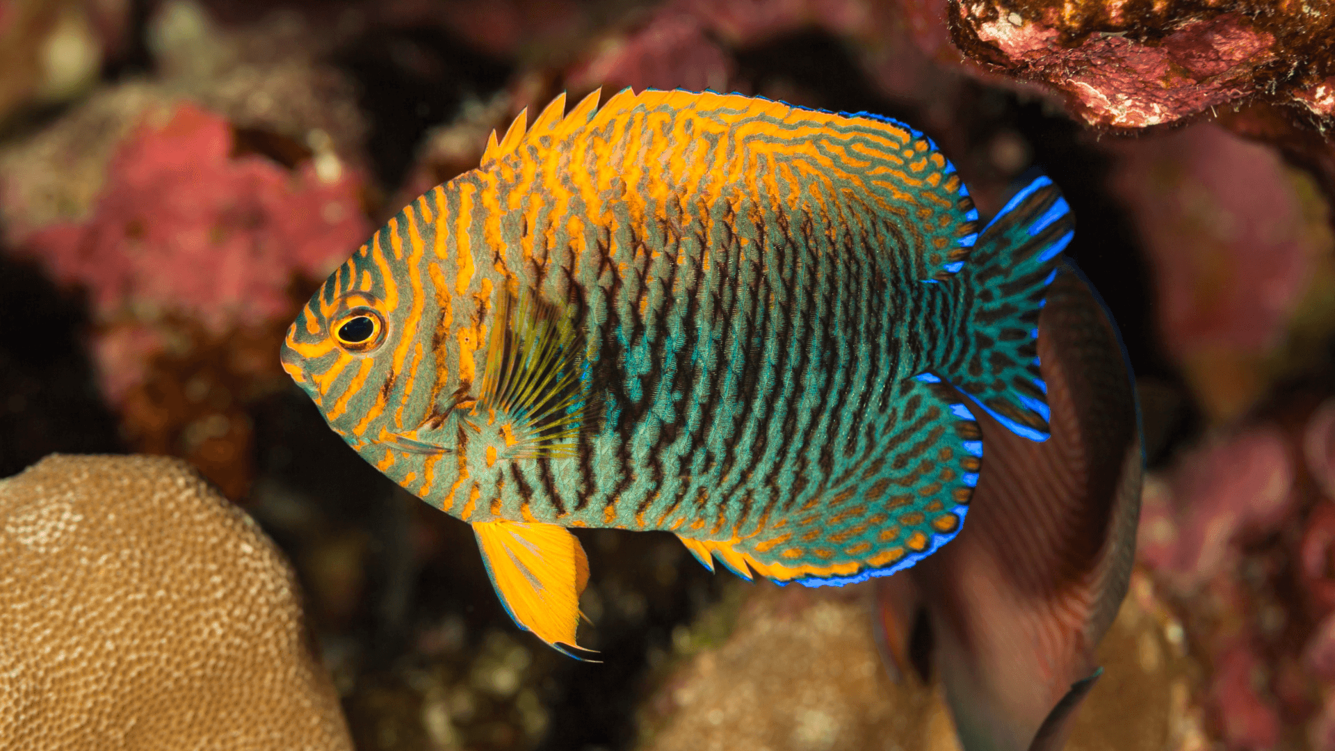 A photo of Potter's angelfish