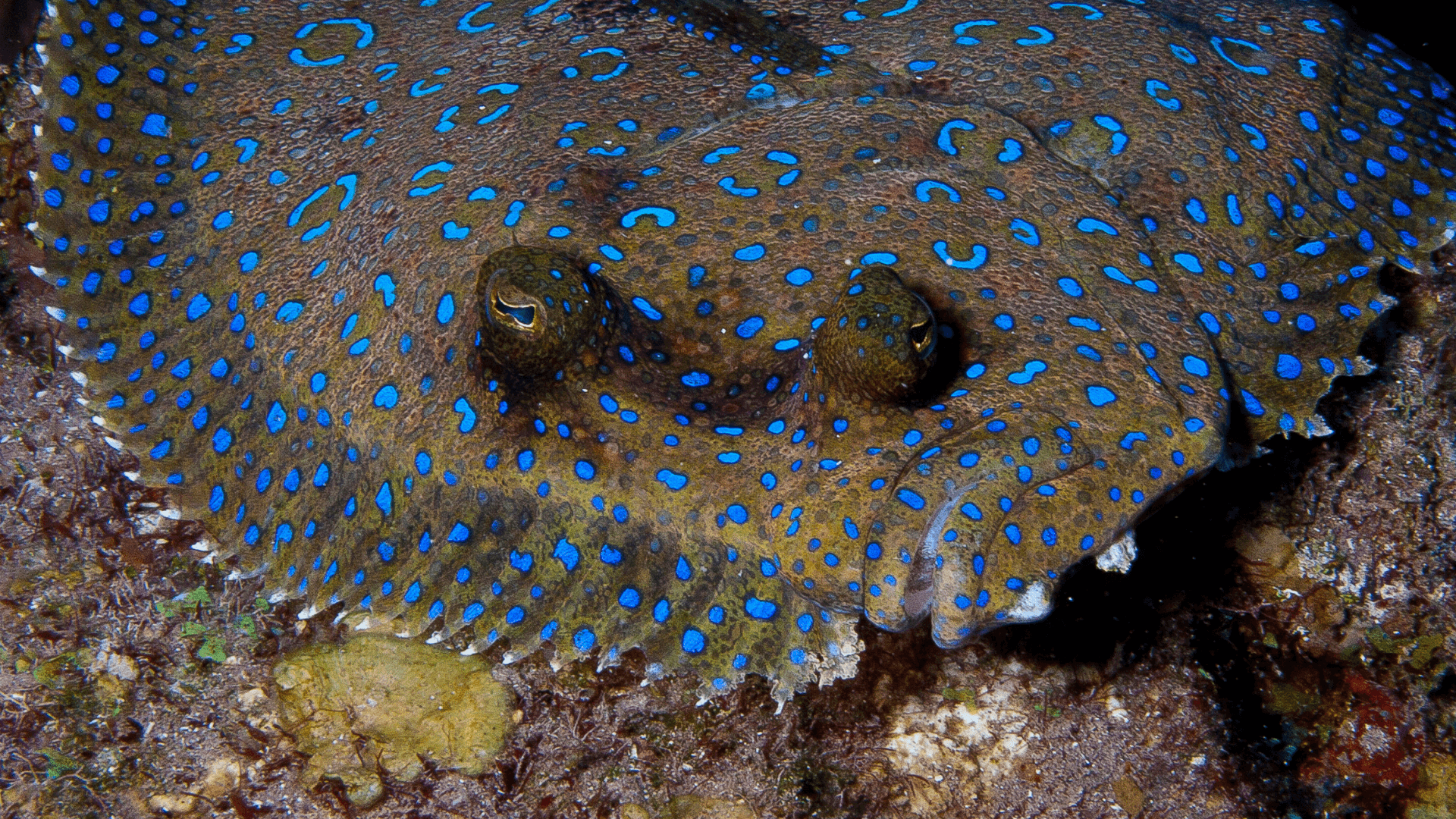 A photo of Peacock flounder