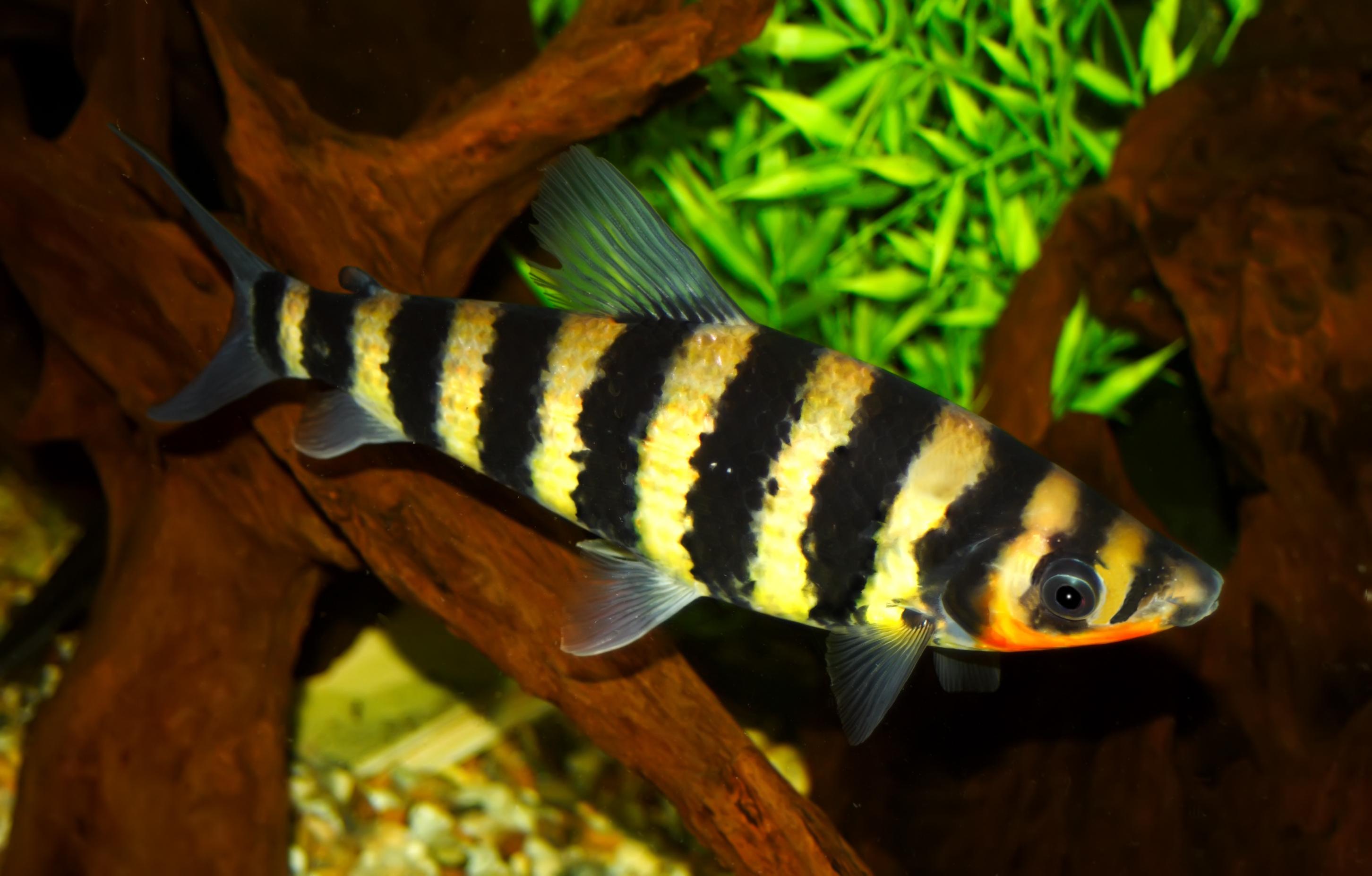 A photo of Banded leporinus