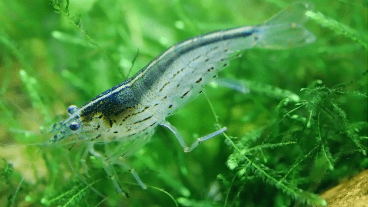An image of a Amano Shrimp