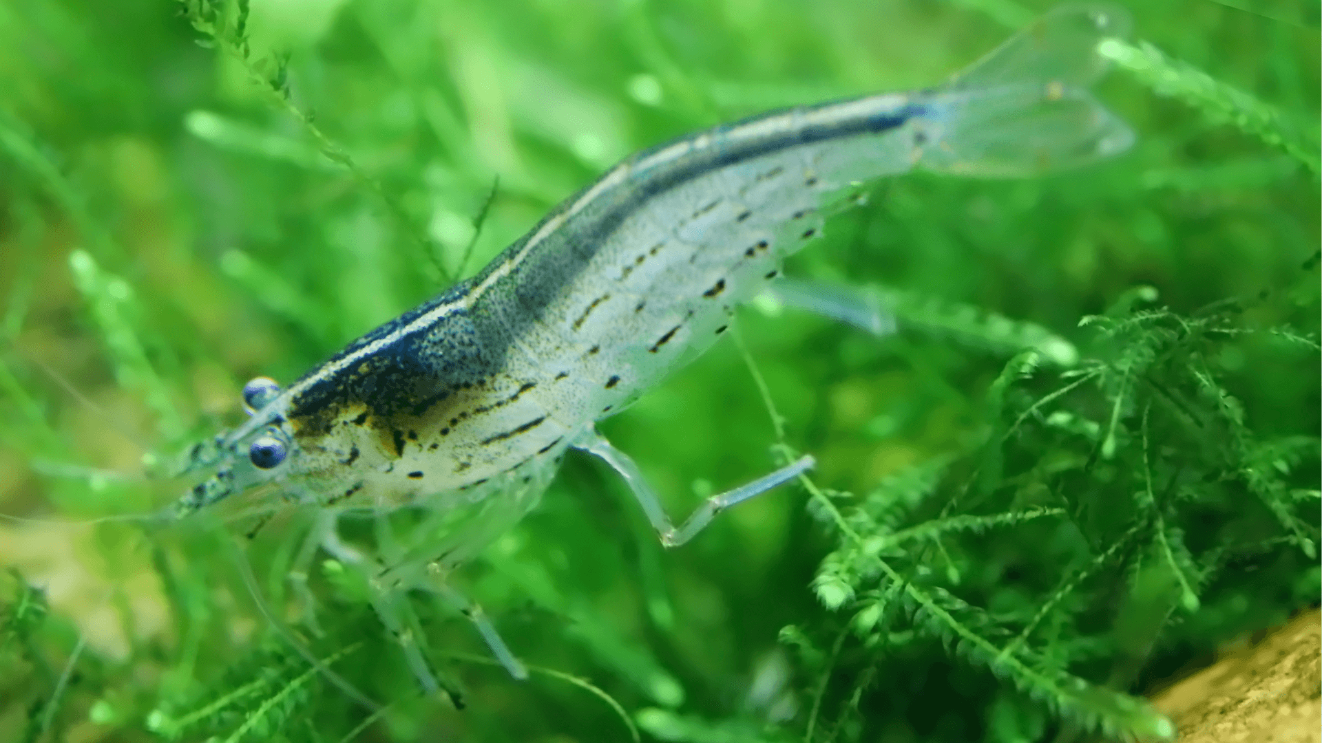 A photo of Amano Shrimp