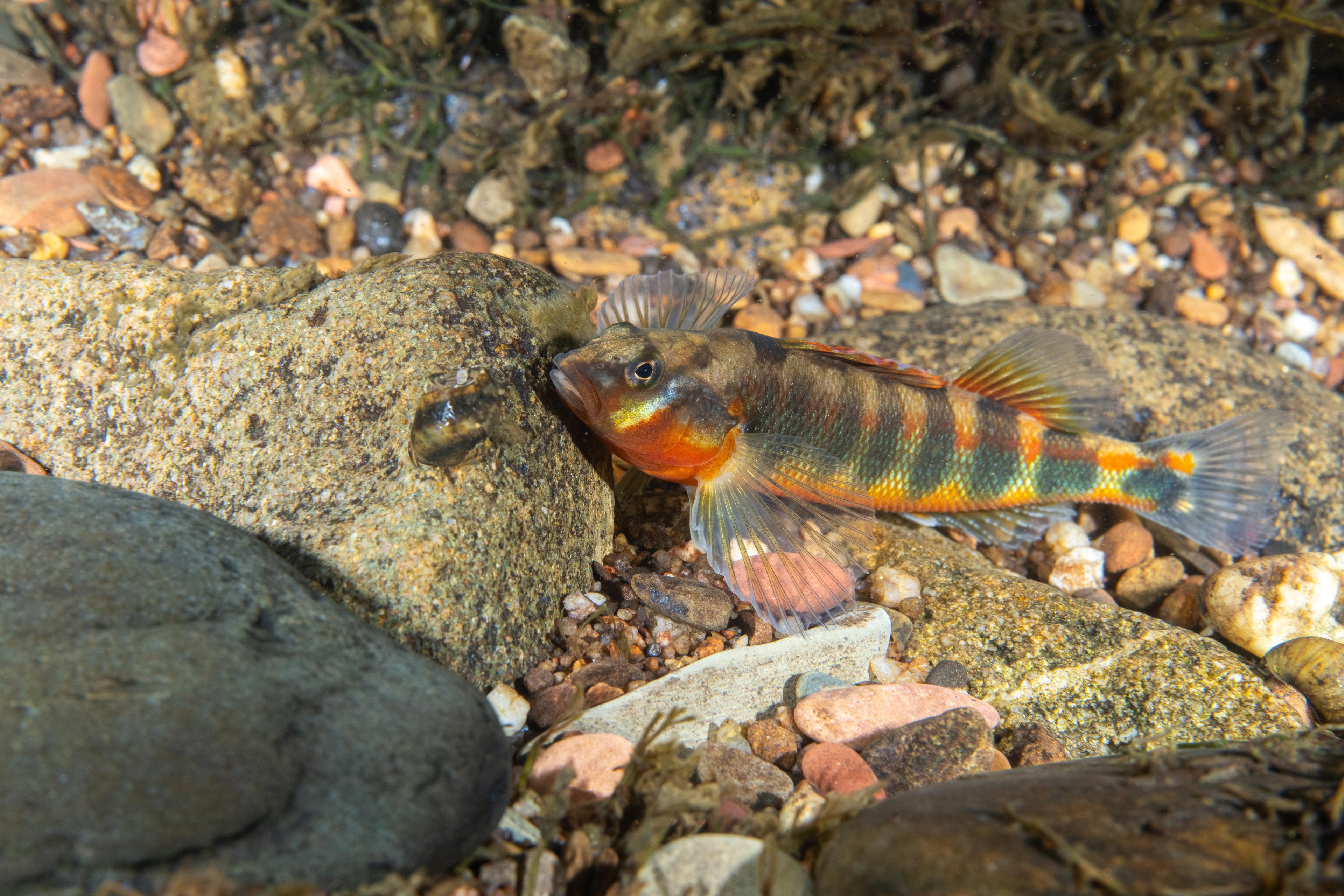 A photo of Gilt darter