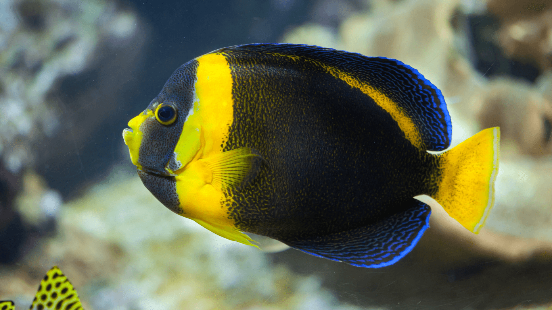 A photo of Scribbled angelfish