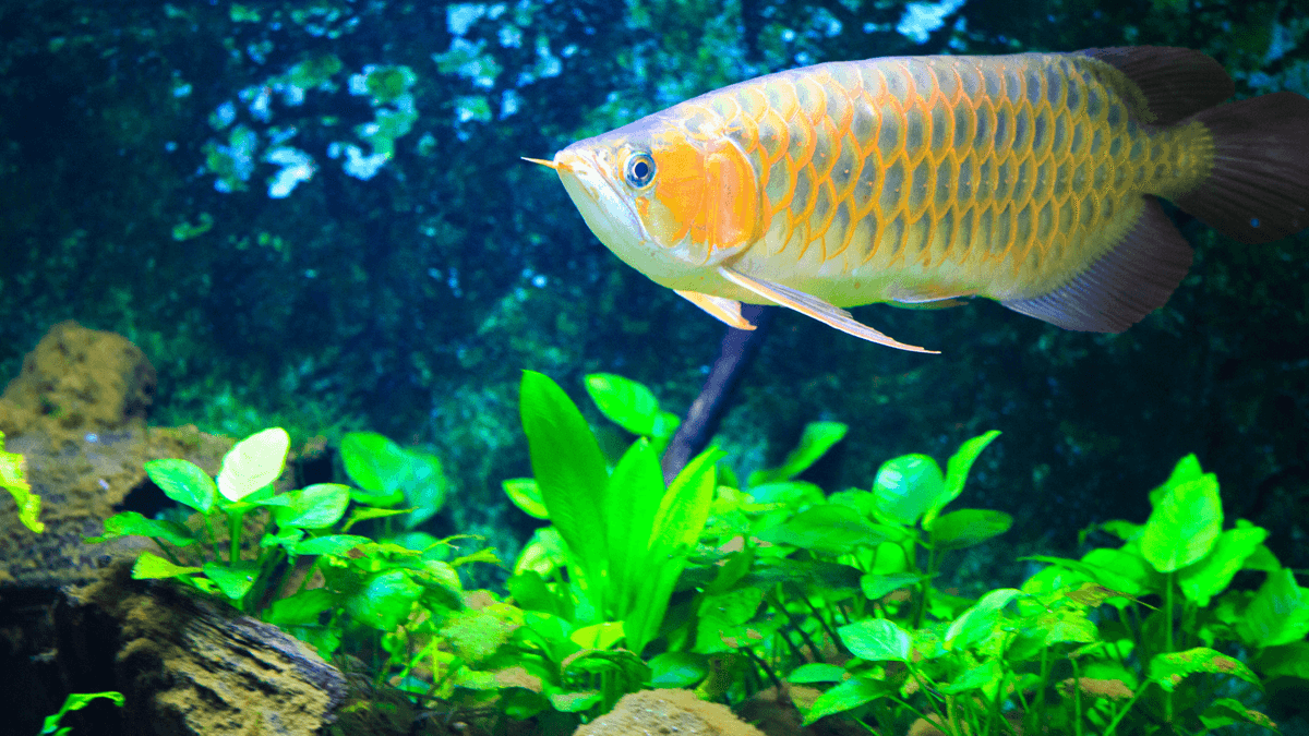 An image of a Asian arowana