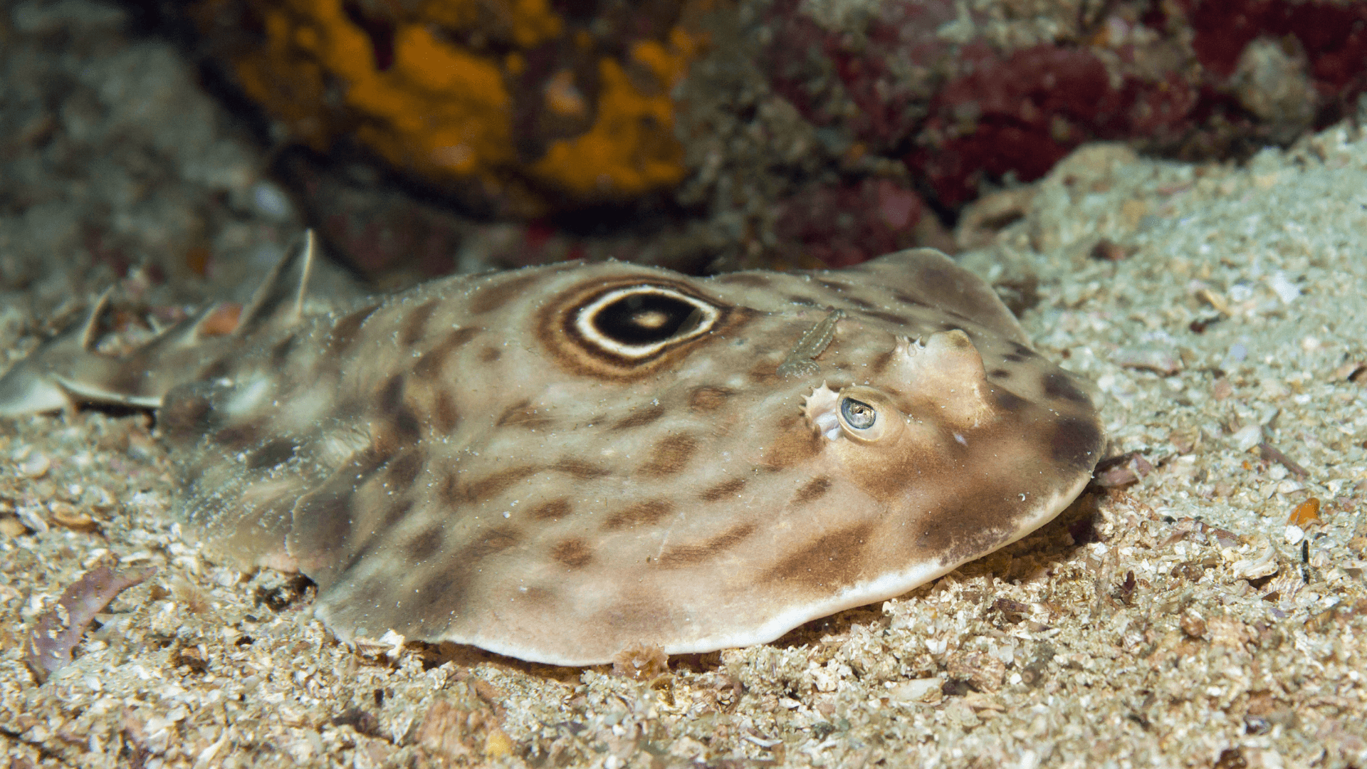 A photo of Bullseye electric ray
