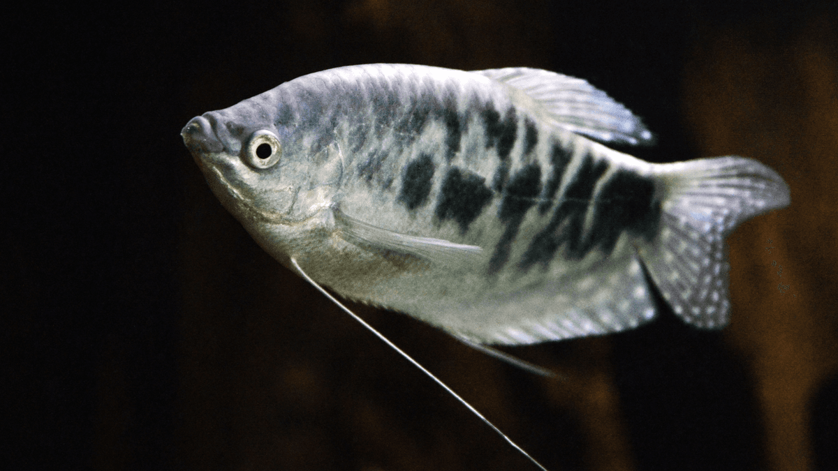 An image of a Three spot gourami