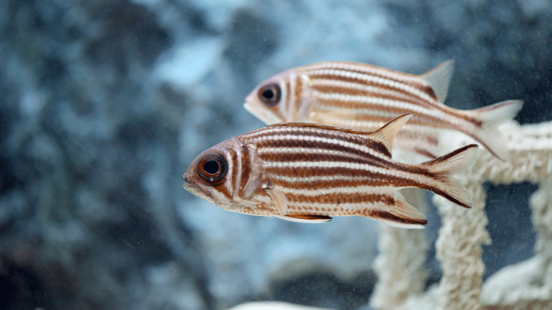 A photo of Squirrelfish