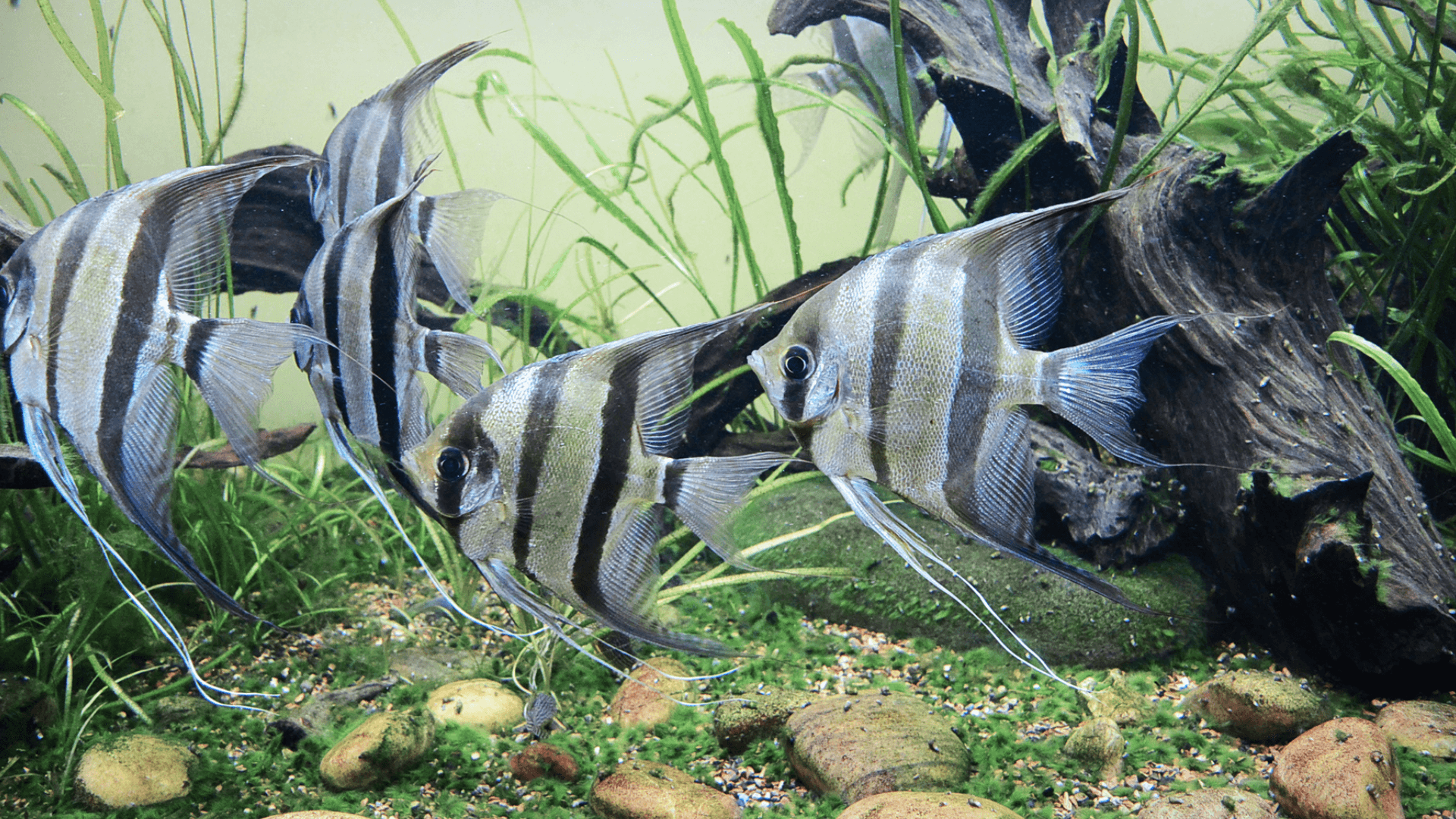 A photo of Altum angelfish