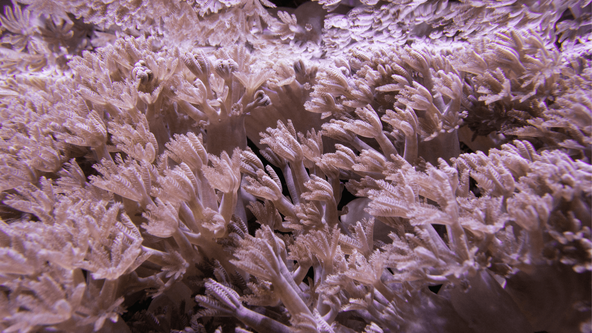 Pulsing Xenia image 3