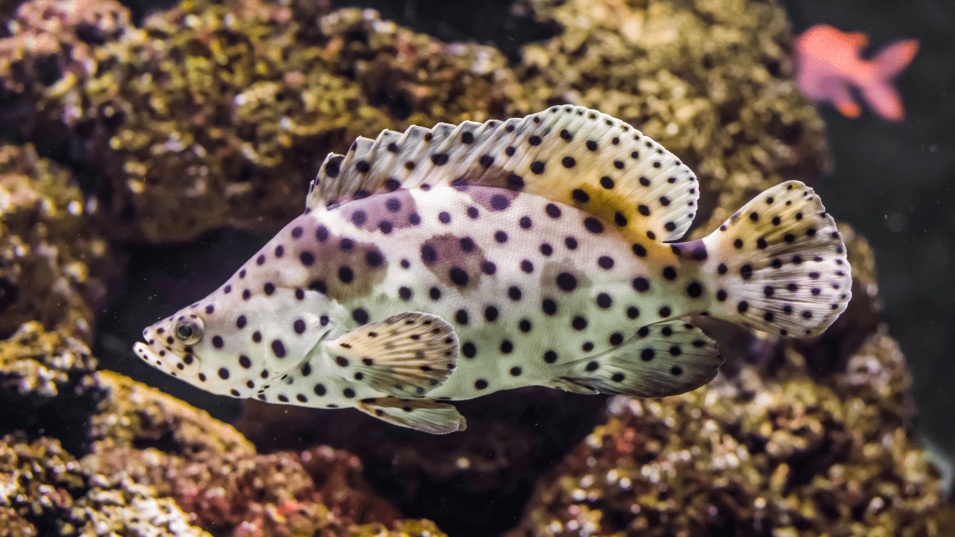 A photo of Panther grouper