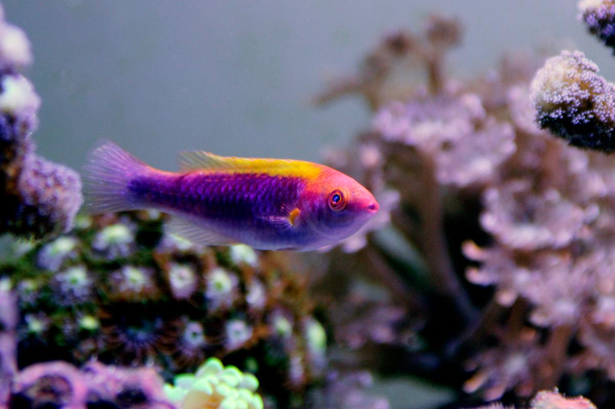 An image of a Multicolor lubbock's wrasse