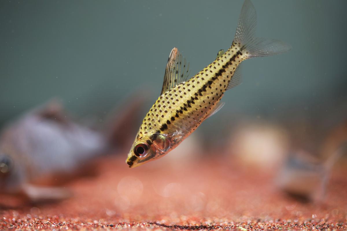 An image of Spotted headstander