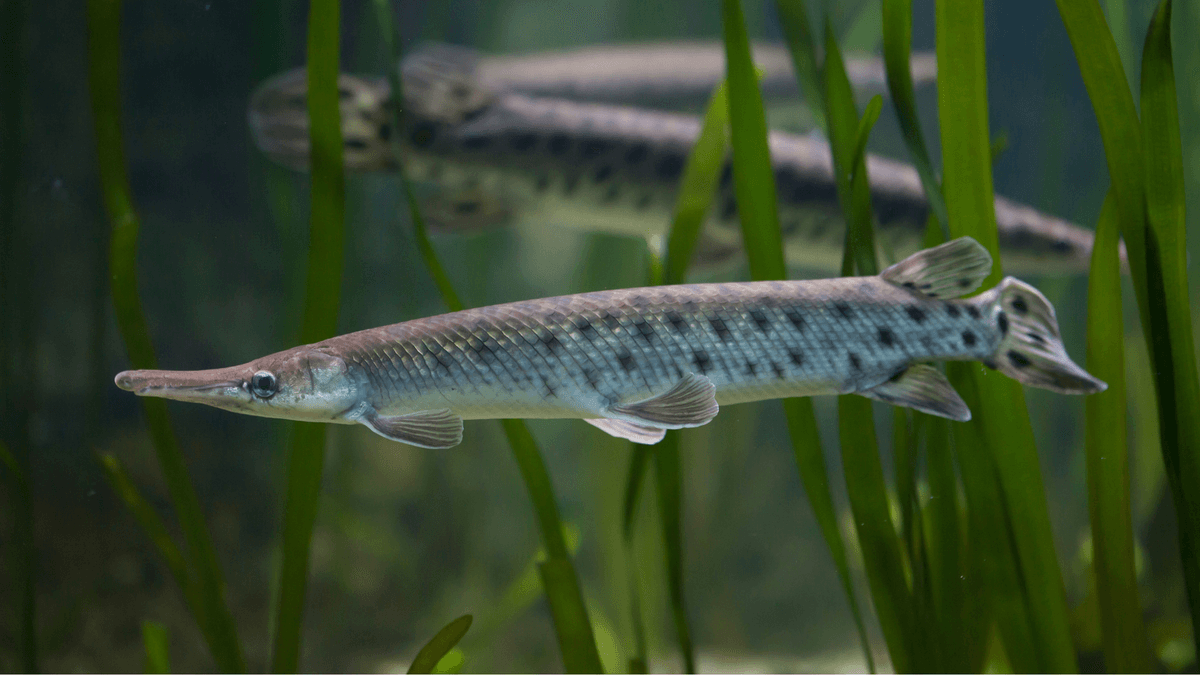 An image of a Spotted Gar